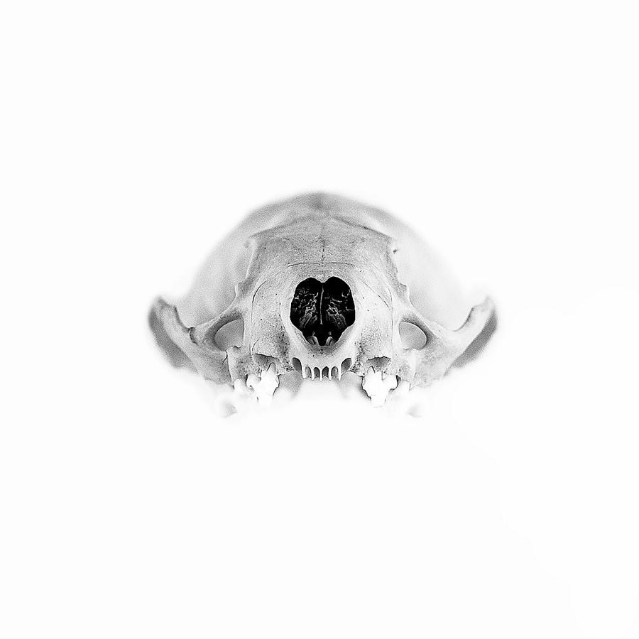 mink skull